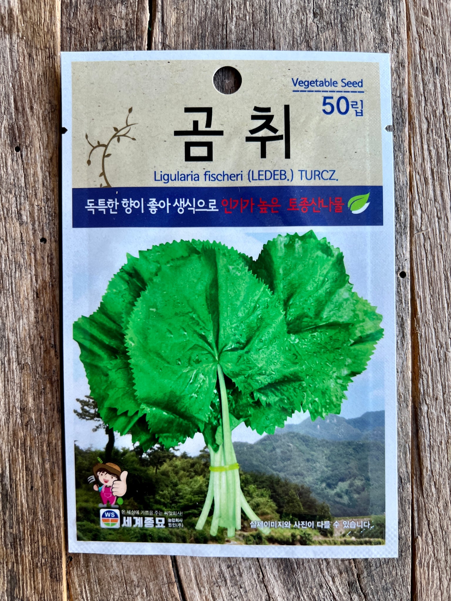 Korean Gomchwi Namul 곰취 나물 (Ligularia fischeri) Seeds