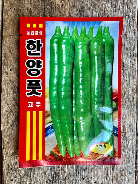 Korean Green Chili (Oi Gochu) Seeds - VERY MILD - 55-58 seeds
