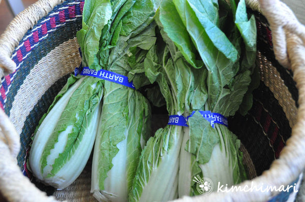 Seoul Green Cabbage (Eolgari Baechu, Put Baechu) Seeds